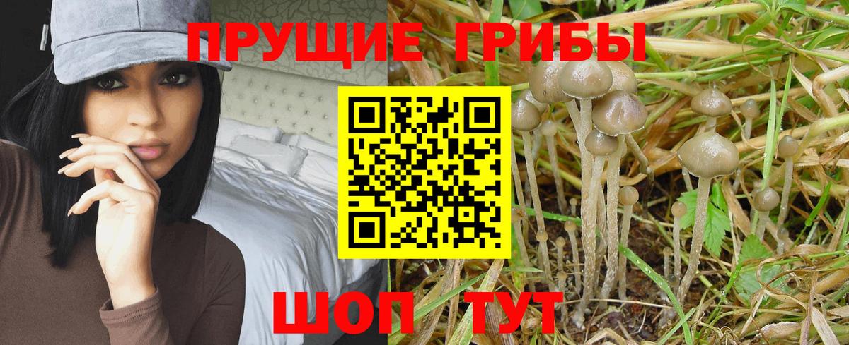 Луга  Галлюциногенные грибы Psilocybe  Вход с VPN  продажа наркотиков  Галлюциногенные грибы мухоморы 
